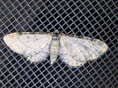 Eupithecia cretaceata