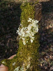 Parmotrema submarginale