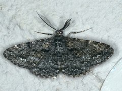 Boarmia suasaria