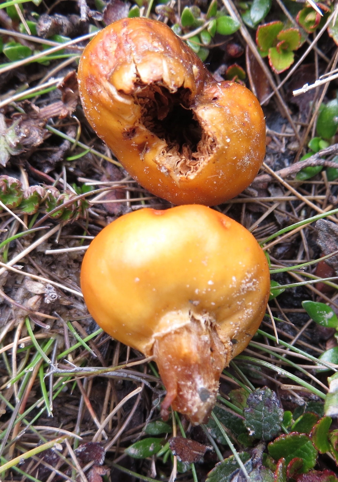 Nivatogastrium baylisianum image