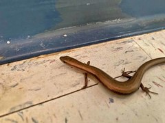 Scincella lateralis