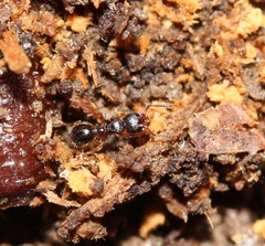 Myrmecina americana
