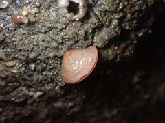 Brachiopoda