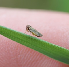 Megophthalminae
