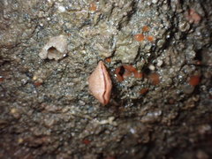 Brachiopoda