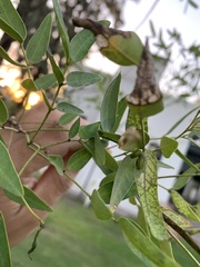 Adurgoa gonagra