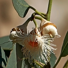 Eucalyptus longifolia