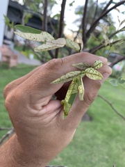 Adurgoa gonagra
