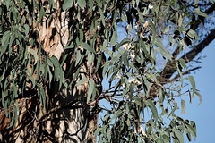 Eucalyptus longifolia