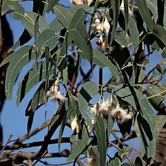 Eucalyptus longifolia