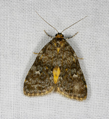 Parelictis saleuta