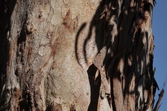 Eucalyptus longifolia