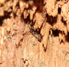 Pogonognathellus elongatus