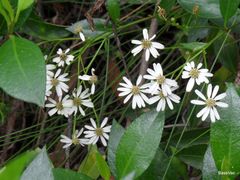 Olearia elliptica