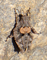 Tetrix ornata