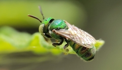 Ceratina smaragdula
