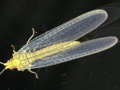 Calochrysa extranea