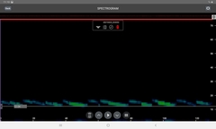 Austronomus australis