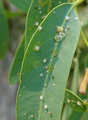 Psyllaephagus bliteus