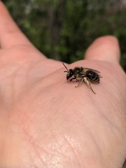 Colletes validus