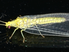 Calochrysa extranea