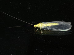 Calochrysa extranea