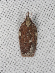 Peritornenta bacchata