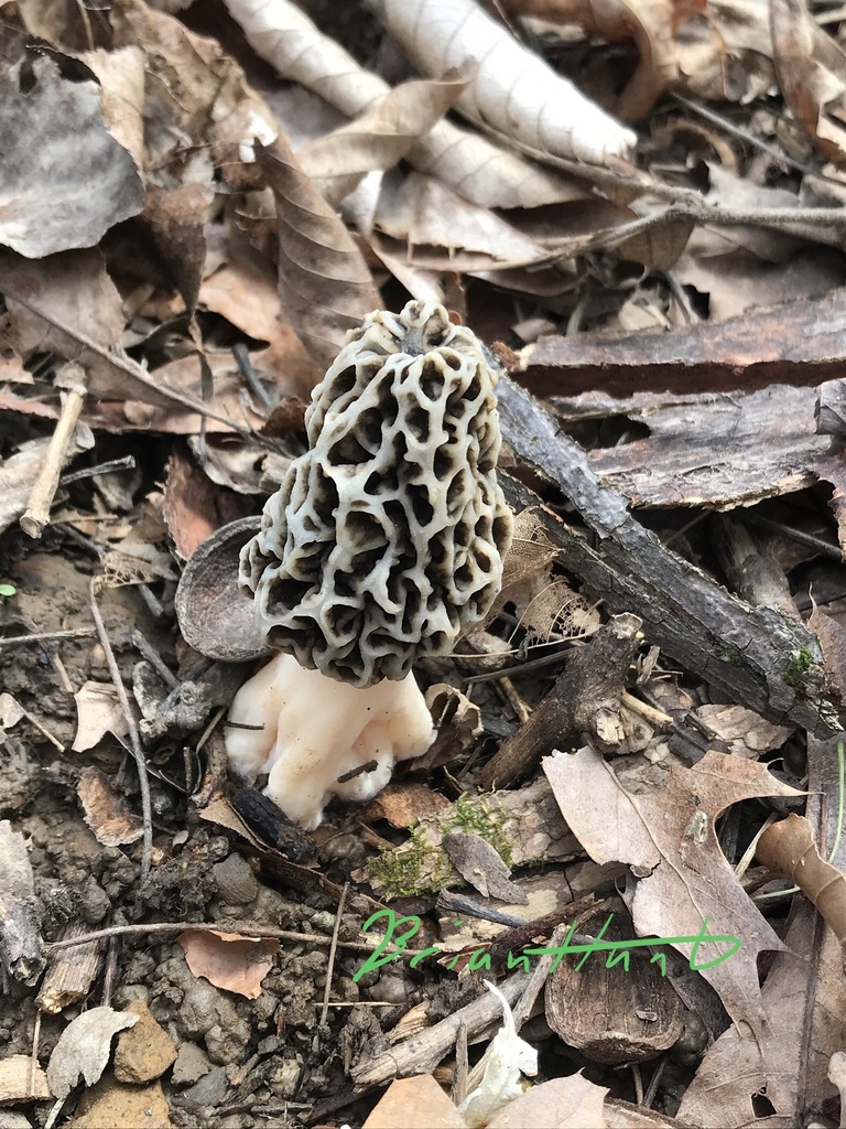 white morel from Albert Johnson Rd, Nashville, IN, US on April 23, 2021