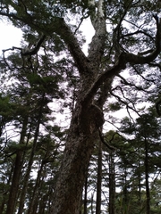 Tsuga chinensis