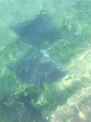 Myliobatis tenuicaudatus