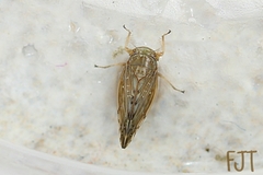 Acinopterus