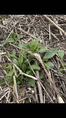 Helianthus anomalus