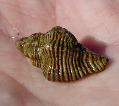 Ocinebrina