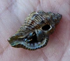 Ocinebrina
