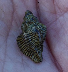 Ocinebrina
