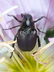 Strigoderma arbicola