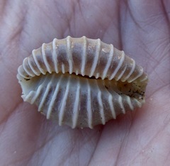 Pusula solandri