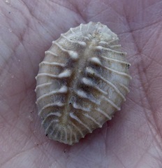 Pusula solandri