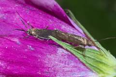 Scythris fuscicomella