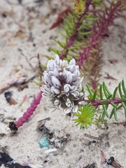 Polygala cyparissias