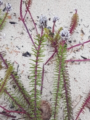 Polygala cyparissias