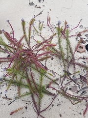 Polygala cyparissias