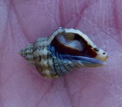 Paciocinebrina circumtexta