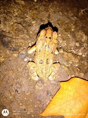 Incilius cristatus