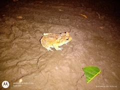 Incilius cristatus