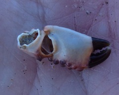 Paraxanthias taylori