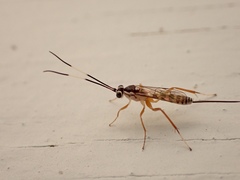 Sphelodon phoxopteridis