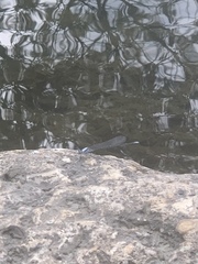 Argia sedula