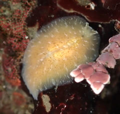 Pseudoceros canadensis