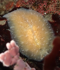 Pseudoceros canadensis